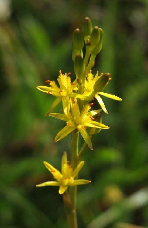 Bog Asphodel
