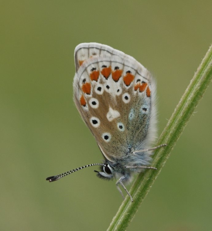 Common Blue 