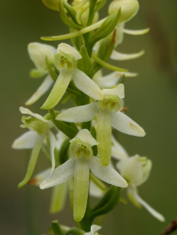 Lesser Butterfly Orchid
