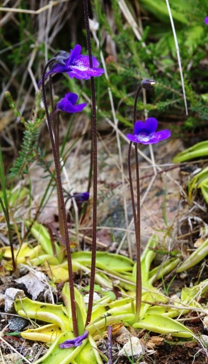 Common Butterwort