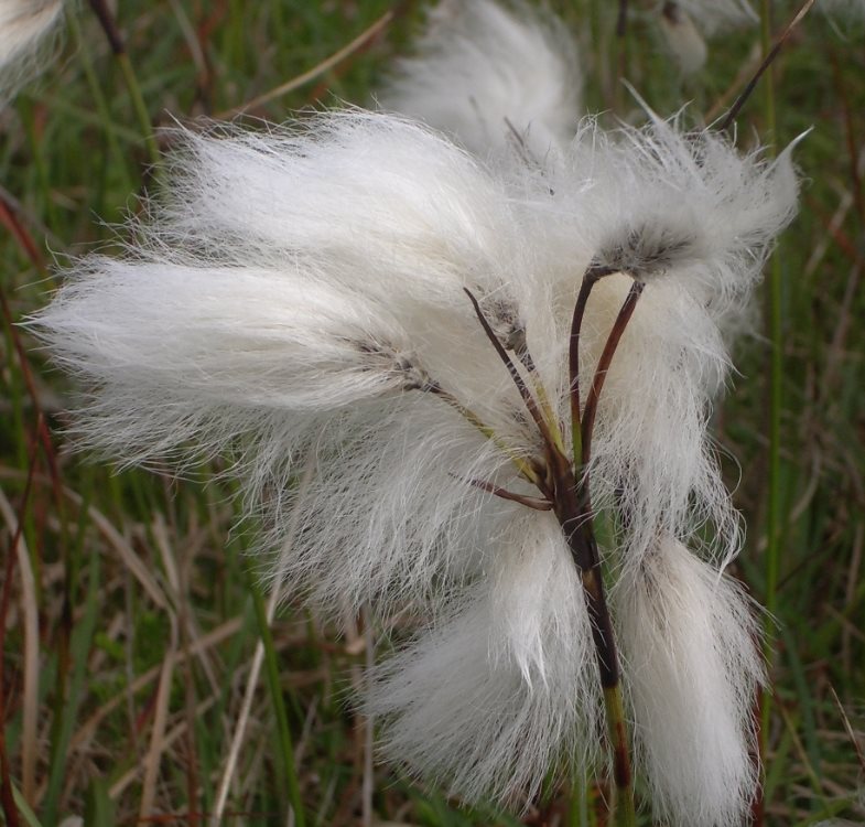 Cottongrass