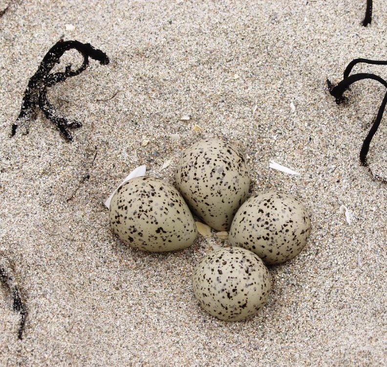 Oystercatcher nest
