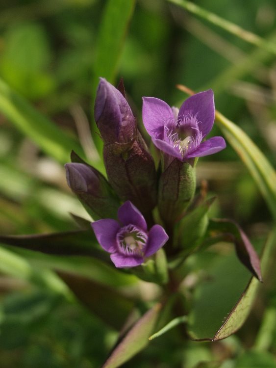 Felwort