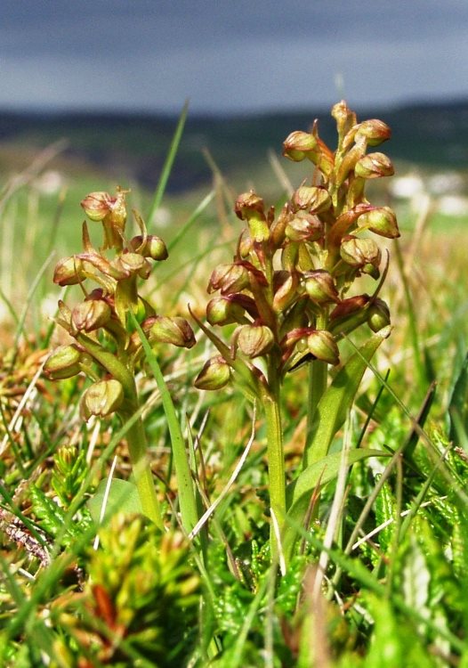 Frog Orchid
