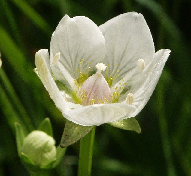 Grass of Parnassus
