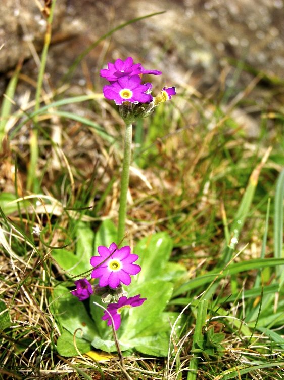 Scottish Primrose