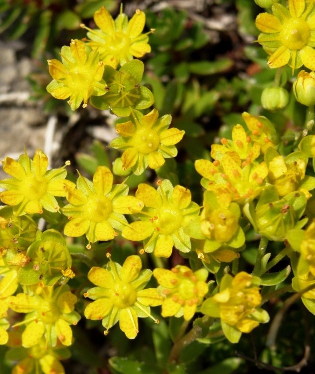 Saxifrage