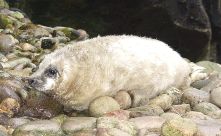 Grey Seal pup