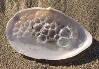 Lots to find on the beaches