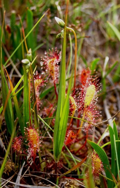 Sundew