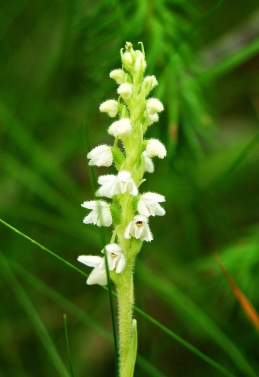Creeping Ladies Tresses