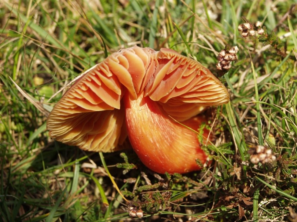 Wax Cap