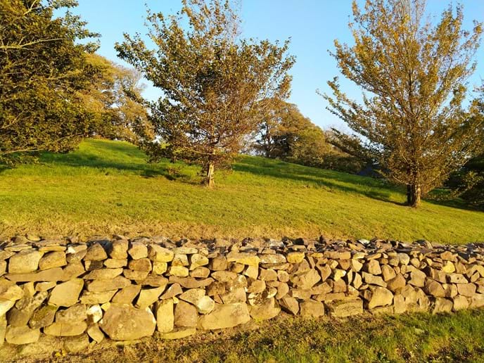 Line of Hornbeams by the dry stone wall.