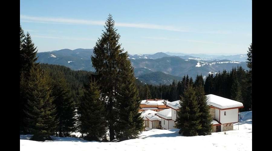 secluded pine forest setting at our group friendly ski accommodation