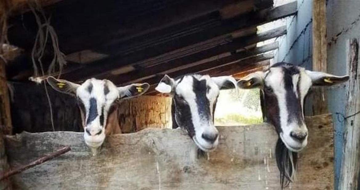 0, 0, 1170, 619, 677, 358