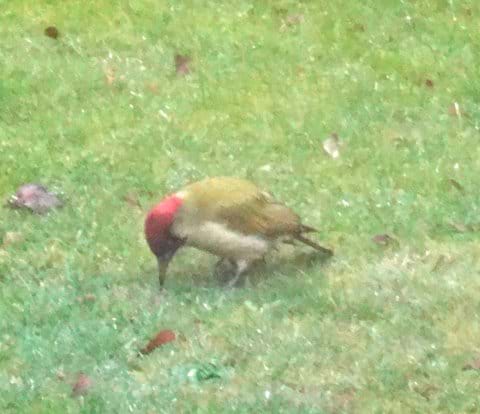 Green Woodpecker in garden