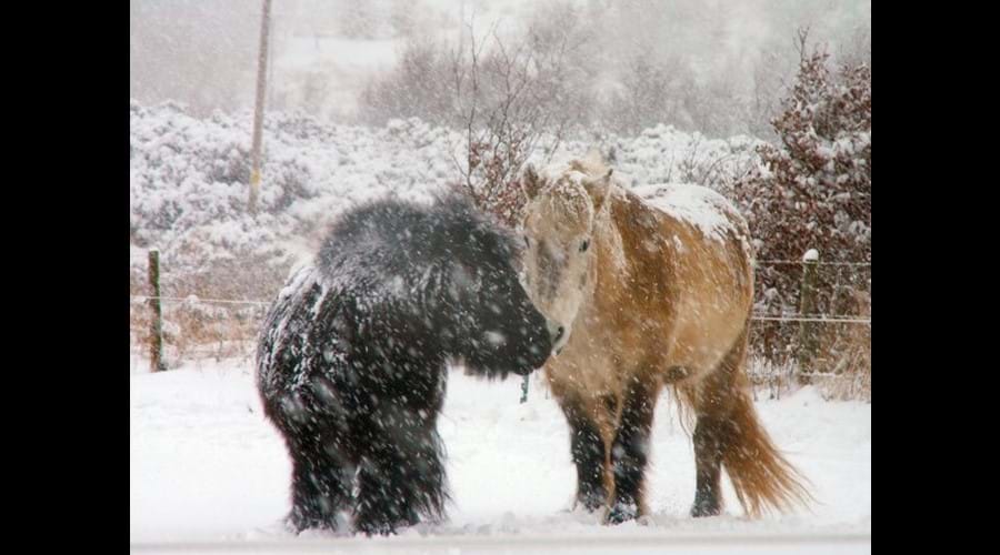 Two of our 4 ponies, Finne and Keiran