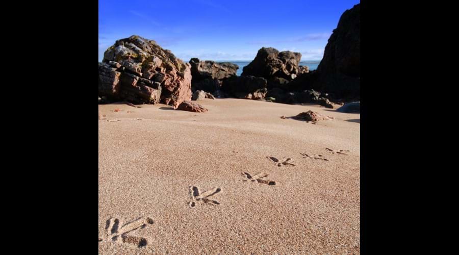 Bird prints