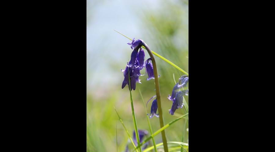 Bluebells in the spring.