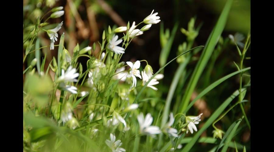Wild flowers