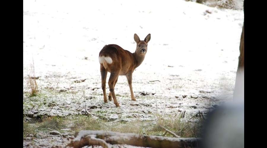 Roedeer at Hillockhead