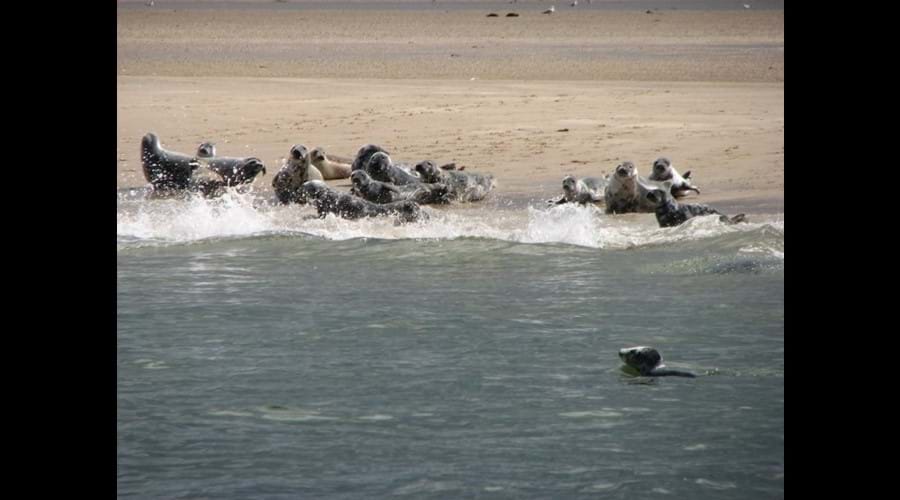 Seal colony accross the water from Hillockhead