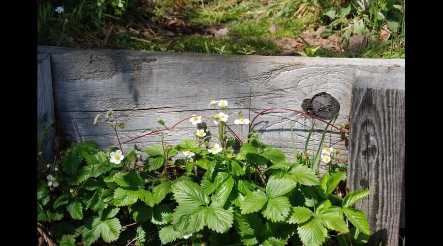 Wild strawberries