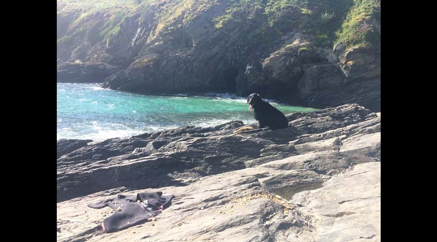 Lots of local dog friendly coves to explore