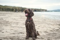 Manny the labradoodle