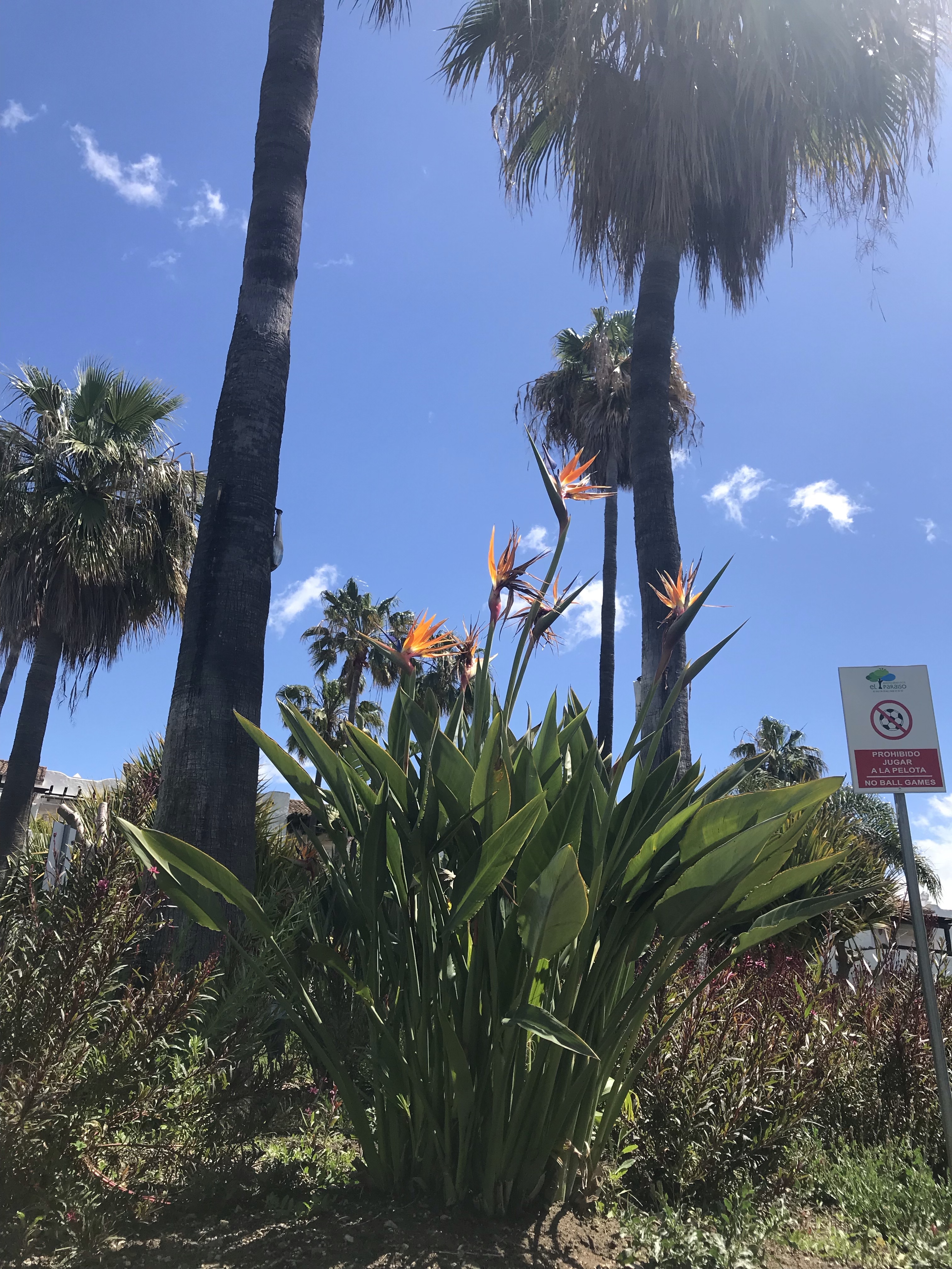 Beautiful Tropical gardens lead you to the beach