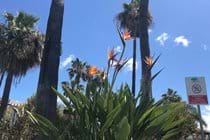 Beautiful Tropical gardens lead you to the beach
