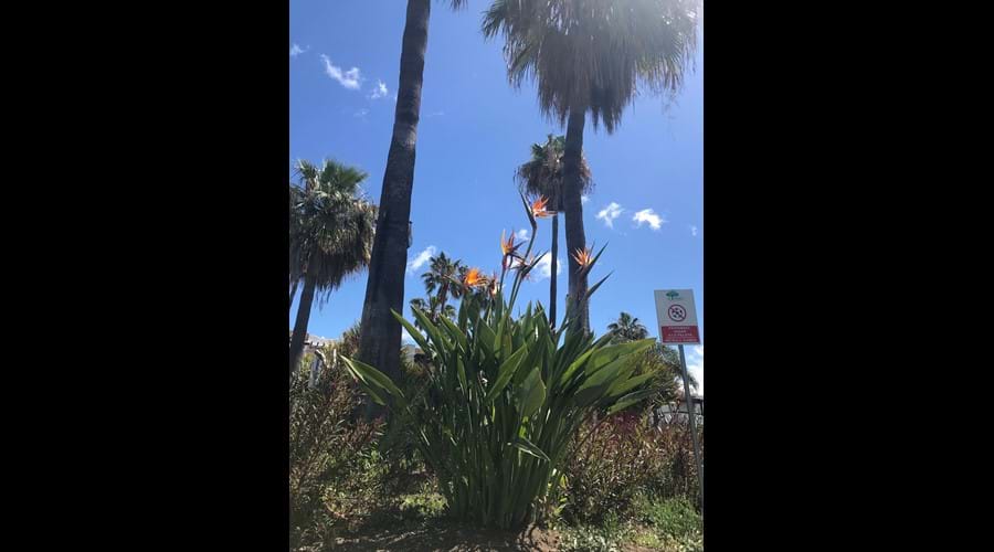 Beautiful Tropical gardens lead you to the beach
