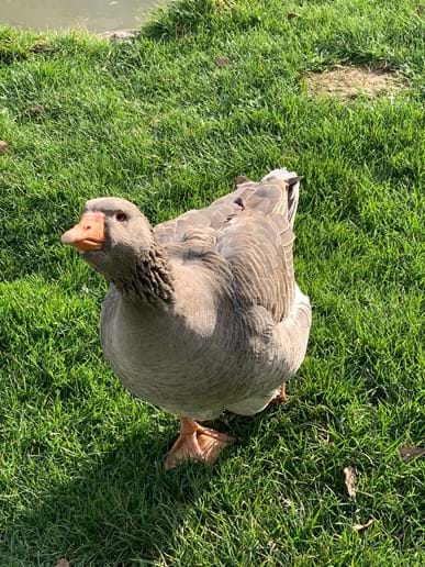 Pacha the male goose, very protective of his ladies 