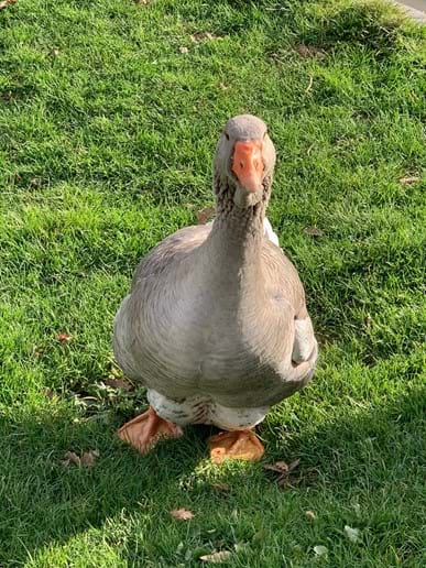 Pacha the male goose acting like a king