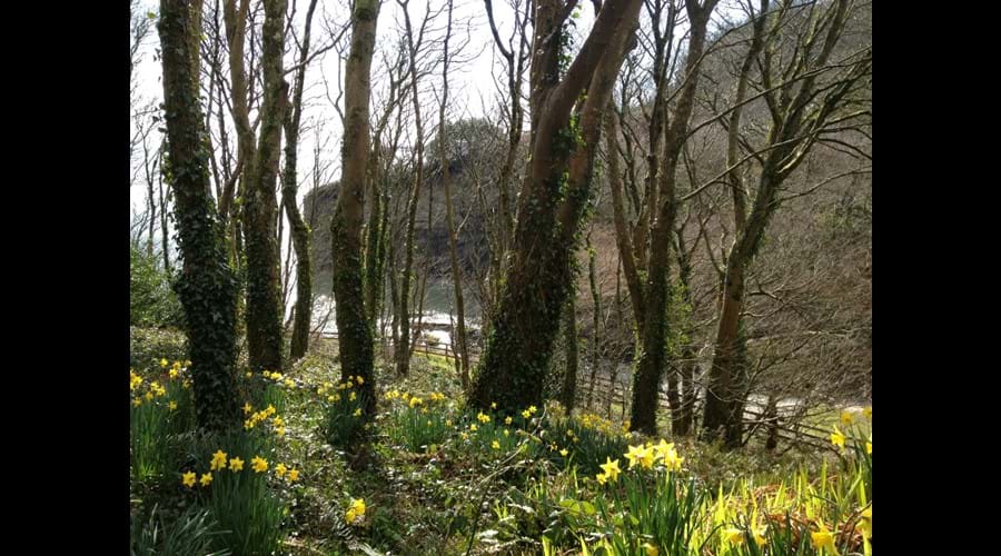 Welsh Daffodils in our Wood