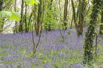 Bluebells in our woods