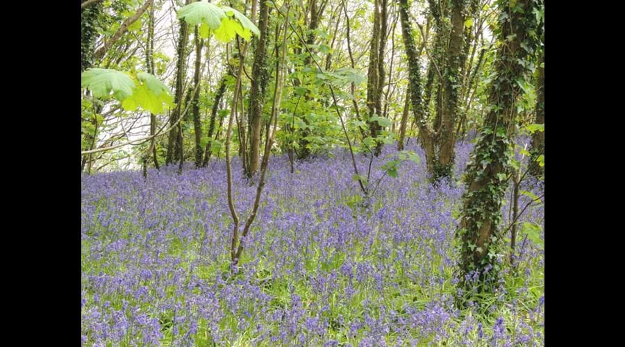 Bluebells in our woods