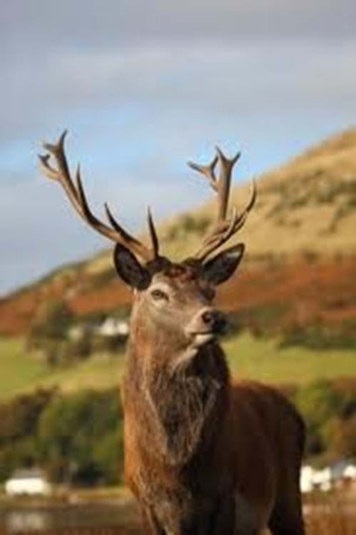 A proud stag