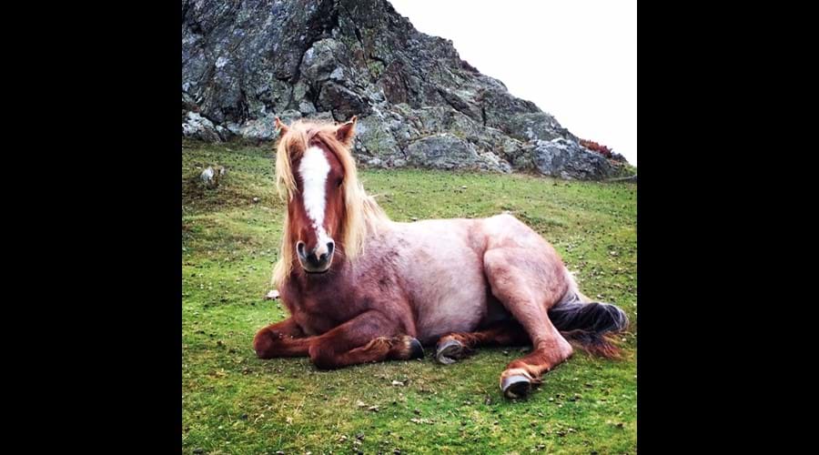 Wild Carneddau Pony Conwy Mountain