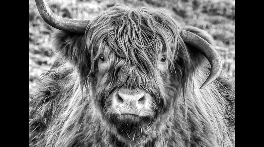 Moo