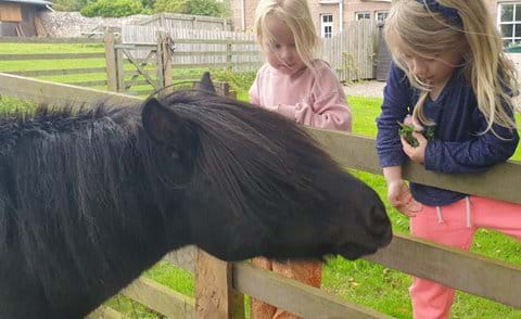 Meet our friendly Shetland Pony