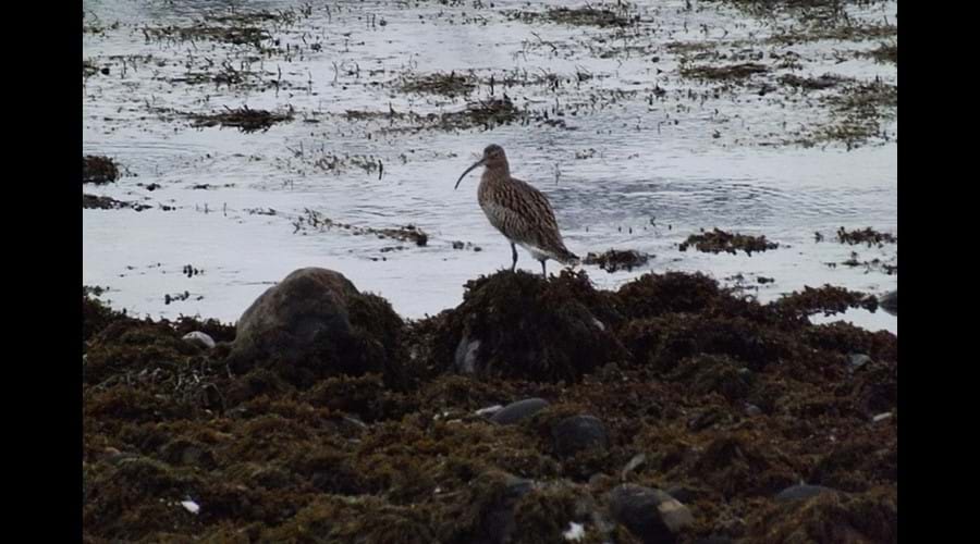 Curlew Spotted on Afternoon Walk by Loch Slapin