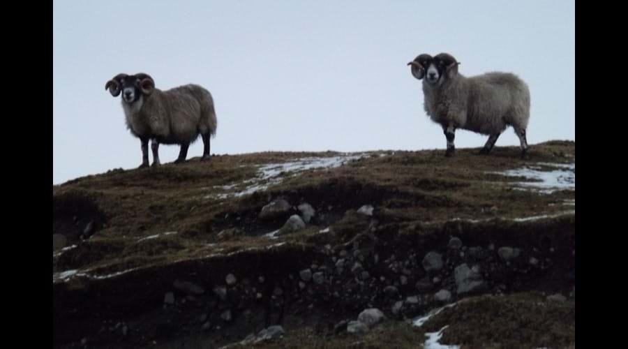 Kings of the Hill.