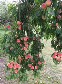 Peach Trees in the Grounds