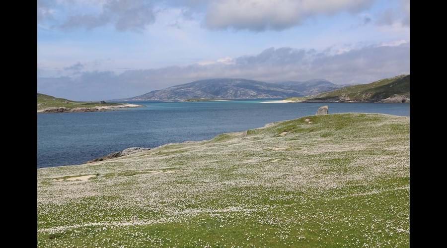Machair in flower, Hushinish, Isle of Harris