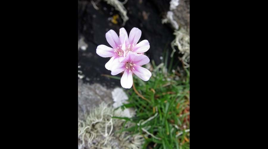 Wild flowers, Bernera
