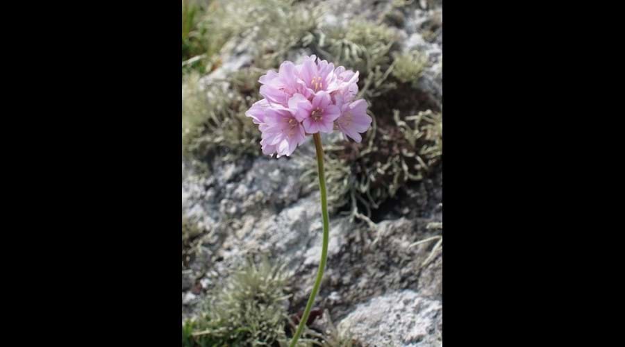 Wild flowers, Bernera