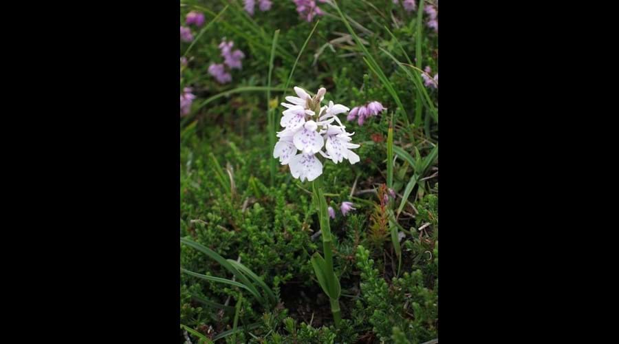 Wild flowers, Bernera