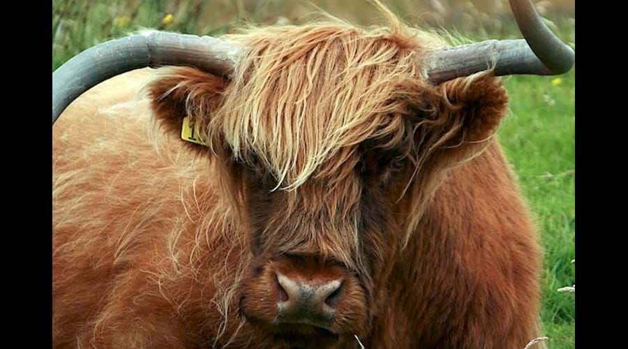 Local wildlife, Bernera