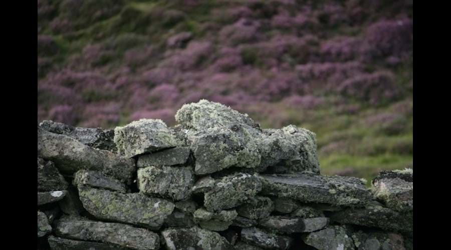 Dry stone wall, Carloway, Isle of Lewis